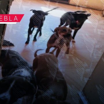 Rescate perros Villa Verde Rescatan a 13 perros en condiciones de maltrato y abandono en la colonia Villa Verde II