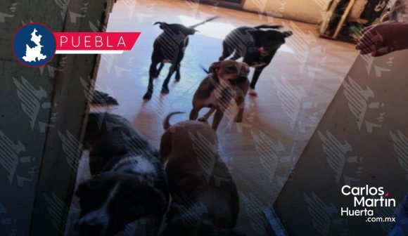 Rescatan a 13 perros en condiciones de maltrato y abandono en la colonia Villa Verde II