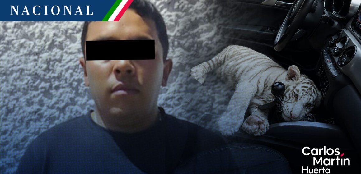 Resguardan a cría de tigre de bengala blanco en CDMX; hay un detenido