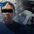 Resguardan a cría de tigre de bengala blanco en CDMX; hay un detenido