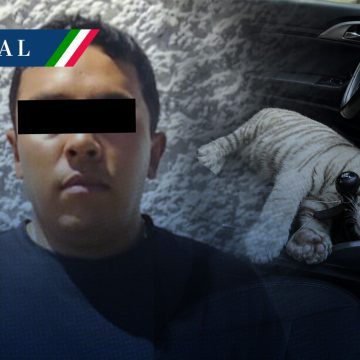 Resguardan a cría de tigre de bengala blanco en CDMX; hay un detenido