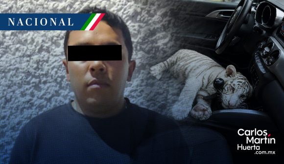 Resguardan a cría de tigre de bengala blanco en CDMX; hay un detenido