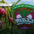 Santa Clara Huitziltepec se prepara para la Feria Agro-Artesanal de la Pitahaya y Xoconostle 2026