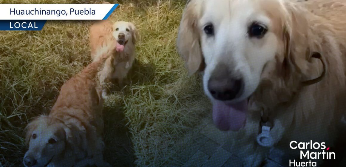 Roban vehículo con dos golden retriever en Huauchinango; familia piden ayuda para localizarlos