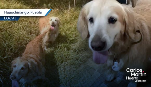 Roban vehículo con dos golden retriever en Huauchinango; familia piden ayuda para localizarlos