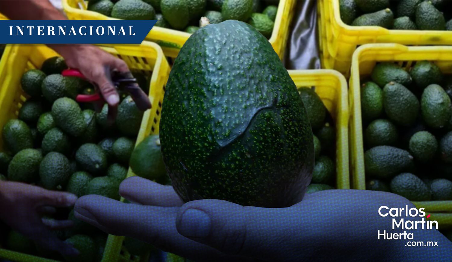 Estados Unidos frena exportaciones de aguacate de Michoacán por amenazas a inspectores