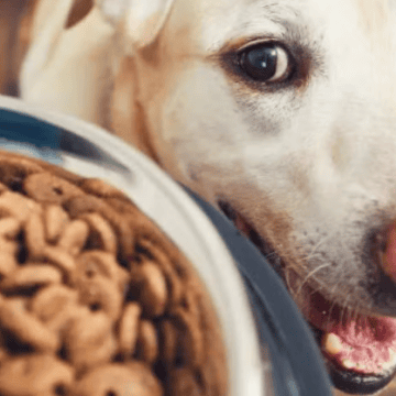 ¡Atención, dueños de mascotas! FDA emite alerta sanitaria por comida para perro contaminada