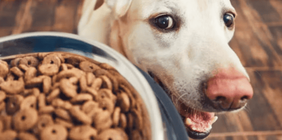 comida perrito ¡Atención, dueños de mascotas! FDA emite alerta sanitaria por comida para perro contaminada