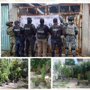FGE Puebla asegura inmueble con cultivo de marihuana en la colonia El Salvador