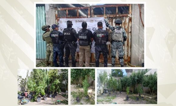 FGE Puebla asegura inmueble con cultivo de marihuana en la colonia El Salvador