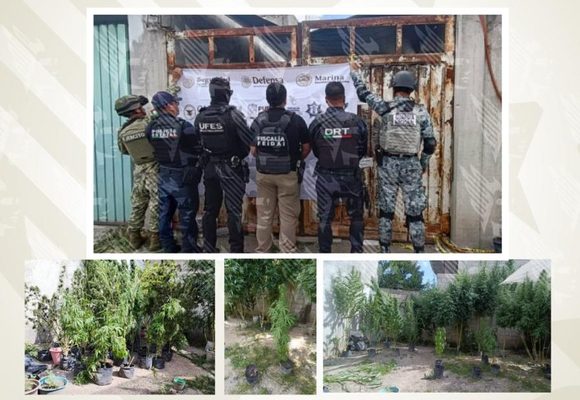 FGE Puebla asegura inmueble con cultivo de marihuana en la colonia El Salvador