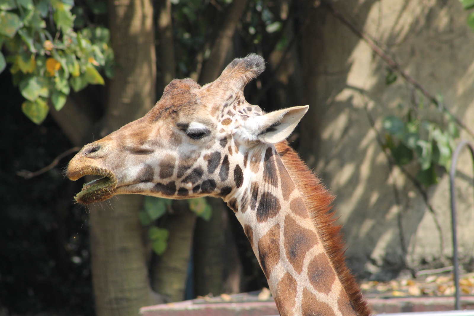 Jirafa Fortunata Murió “Fortunata”, la jirafa más longeva del Zoológico de Chapultepec