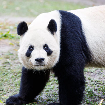 Diplomacia: China cede dos pandas a Estados Unidos