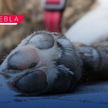 SEDIF rescata a dos perros en situación de abandono en la colonia Guadalupe Caleras