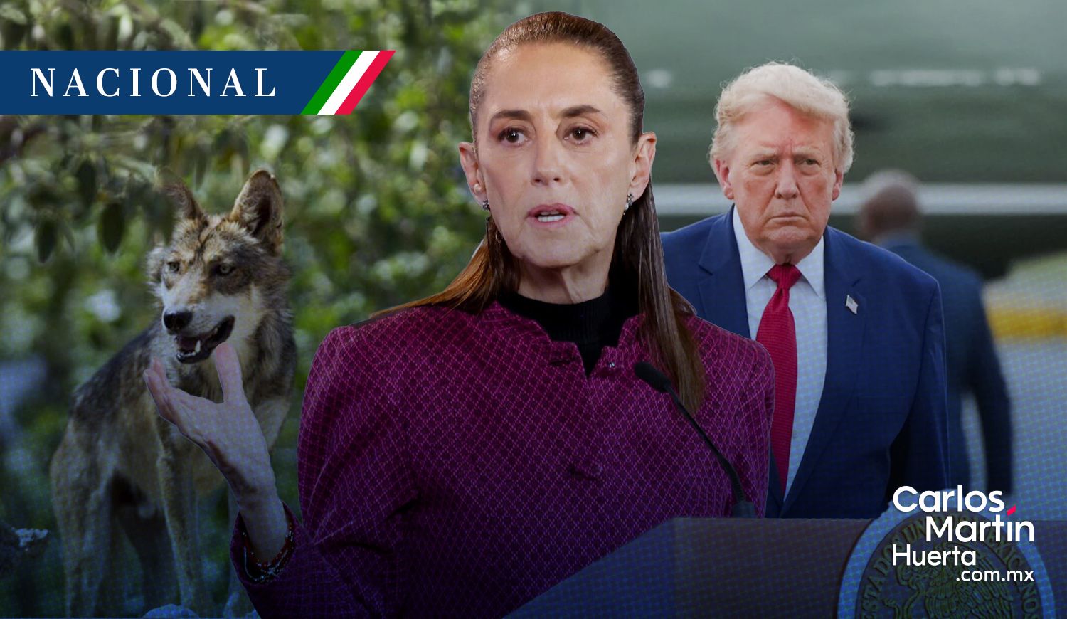 Sheinbaum - Trump - lobo mexicano Sheinbaum cuestiona orden de Trump para retirar la protección al lobo gris mexicano