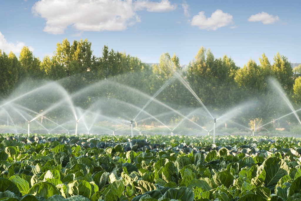 Crisis climática y seguridad alimentaria: El futuro de la agricultura sostenible 1 agricultura