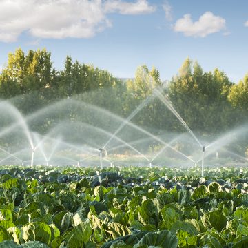 Crisis climática y seguridad alimentaria: El futuro de la agricultura sostenible