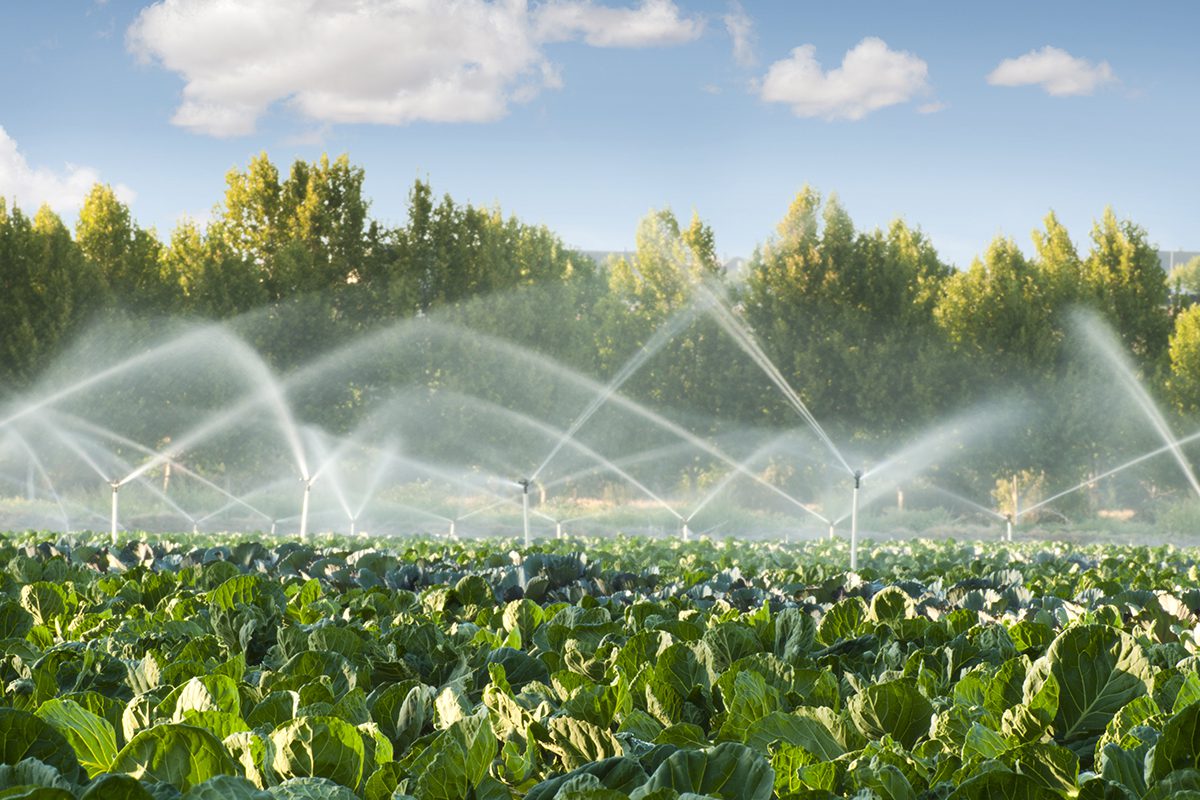 agricultura Crisis climática y seguridad alimentaria: El futuro de la agricultura sostenible