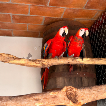 aves_rescatadas_profepa1-920x554 Profepa asegura 252 aves en Mazatlán; había especies protegidas