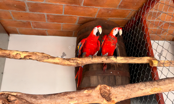 Profepa asegura 252 aves en Mazatlán; había especies protegidas
