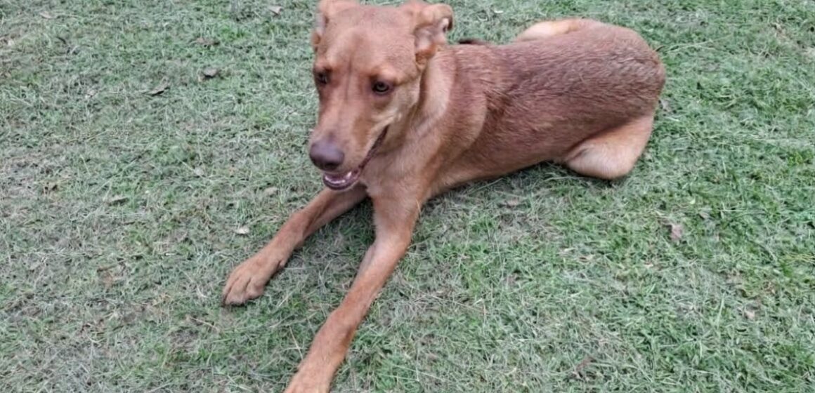 Resguardan a tres lomitos tras operativo de Bienestar Animal y FGE en Puebla