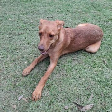 1 Resguardan a tres lomitos tras operativo de Bienestar Animal y FGE en Puebla