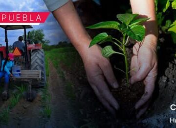 ¿Buscas trabajo? Abren vacantes para poblanos como auxiliar agrícola en Sinaloa