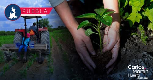 ¿Buscas trabajo? Abren vacantes para poblanos como auxiliar agrícola en Sinaloa