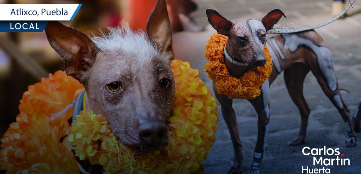 Anuncian en Atlixco la caminata de Xoloitzcuintles por el Día de Muertos