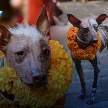 Anuncian en Atlixco la caminata de Xoloitzcuintles por el Día de Muertos