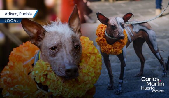 Anuncian en Atlixco la caminata de Xoloitzcuintles por el Día de Muertos