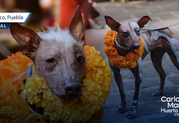 Anuncian en Atlixco la caminata de Xoloitzcuintles por el Día de Muertos