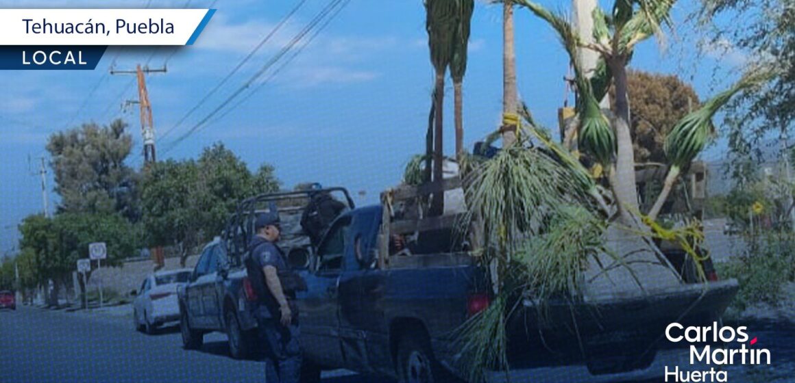 Aseguran camioneta con plantas silvestres en Tehuacán