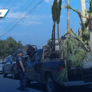 Aseguran camioneta con plantas silvestres en Tehuacán
