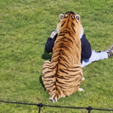Screenshot Hombre muere tras ingresar al recinto de un tigre en zoológico de Inglaterra