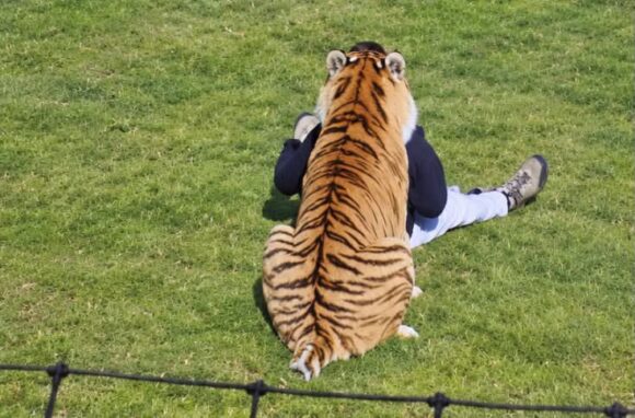 Hombre muere tras ingresar al recinto de un tigre en zoológico de Inglaterra
