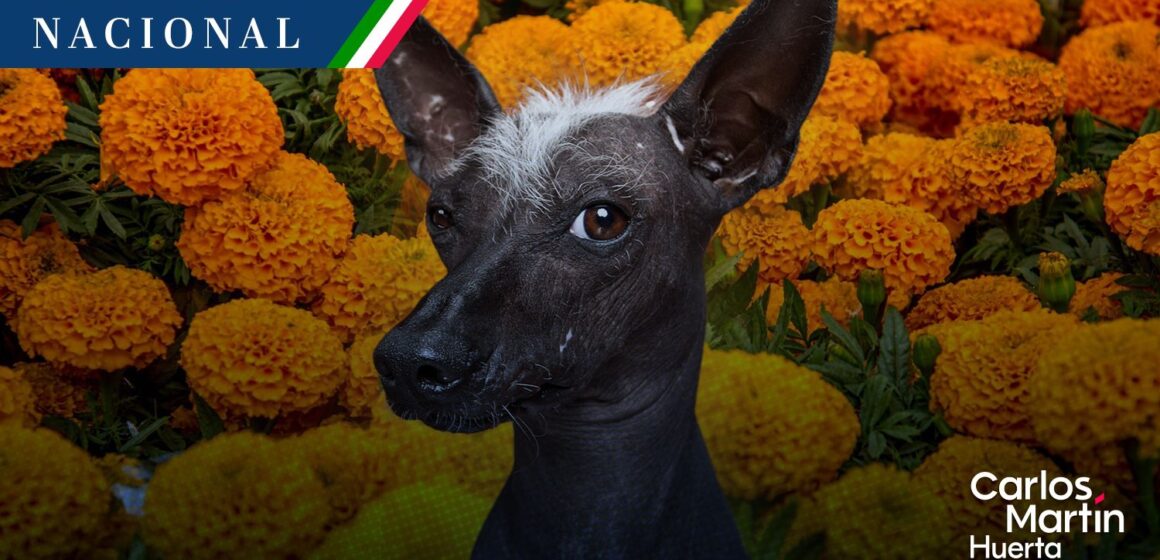 Declaran al Xoloitzcuintle como Patrimonio Cultural Inmaterial de la Ciudad de México