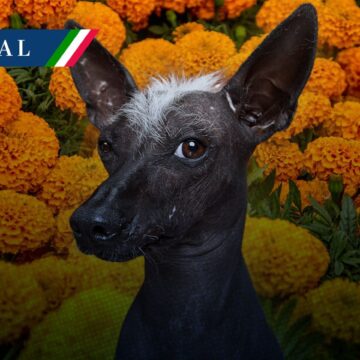 Declaran al Xoloitzcuintle como Patrimonio Cultural Inmaterial de la Ciudad de México