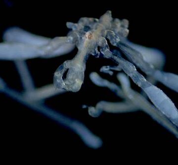 Descubren dos nuevas especies de arañas marinas con patas peludas y ojos rojos en el mar de Salish