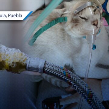 Una familia y su mascota se intoxicaron por fuga de gas LP en San Andrés Cholula