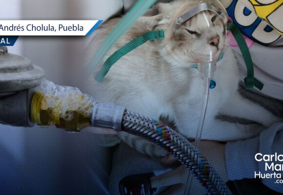 Familia y mascota intoxicada San Andrés Cholula Una familia y su mascota se intoxicaron por fuga de gas LP en San Andrés Cholula