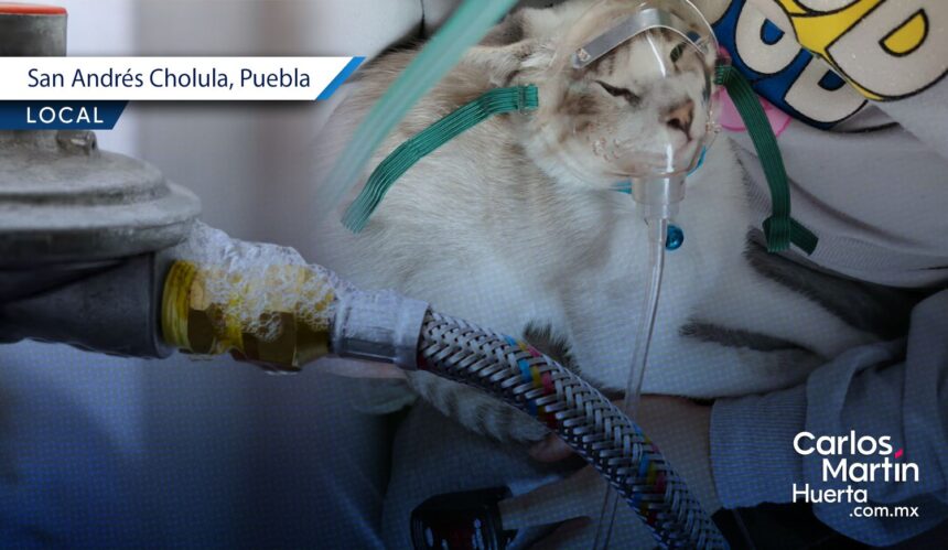 Familia y mascota intoxicada San Andrés Cholula Una familia y su mascota se intoxicaron por fuga de gas LP en San Andrés Cholula