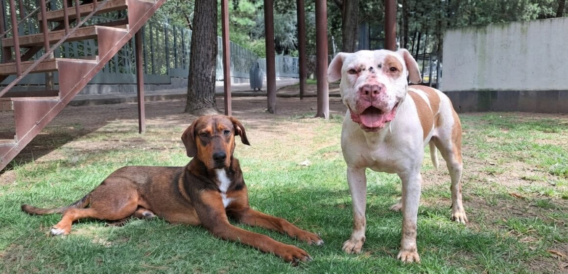 Resguardan a “Malfoy” y “Spike”: DIBA rescata a dos perritos de maltrato animal en Puebla