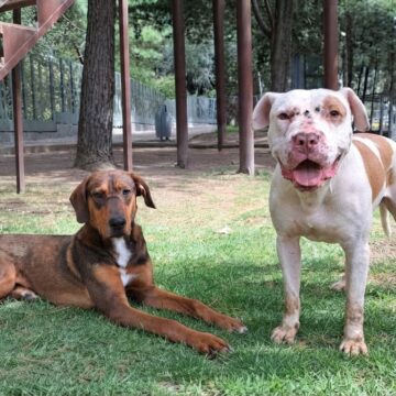 Resguardan a “Malfoy” y “Spike”: DIBA rescata a dos perritos de maltrato animal en Puebla