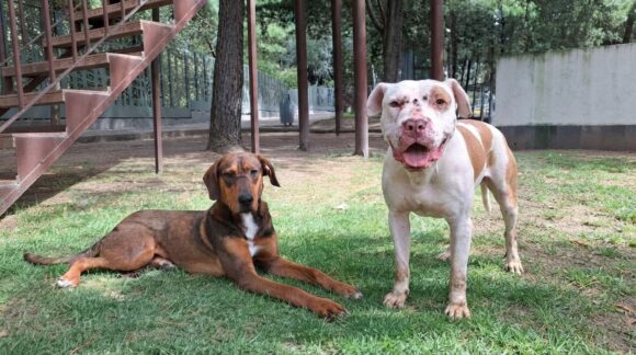 Resguardan a “Malfoy” y “Spike”: DIBA rescata a dos perritos de maltrato animal en Puebla