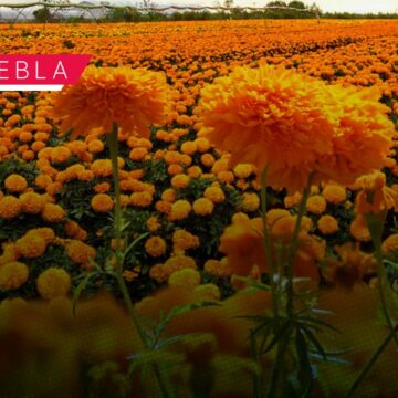 Prevén derrama económica superior a 100 millones de pesos por la temporada de cempasúchil en Puebla