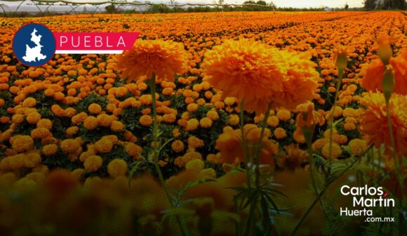 Prevén derrama económica superior a 100 millones de pesos por la temporada de cempasúchil en Puebla