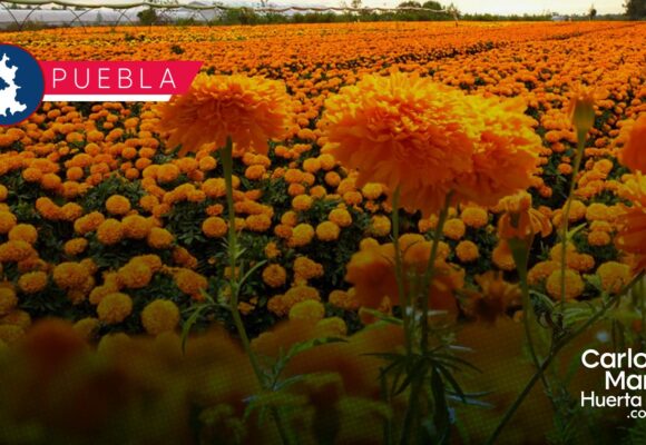 Prevén derrama económica superior a 100 millones de pesos por la temporada de cempasúchil en Puebla