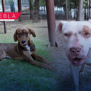 Refuerza SEDIF acciones de bienestar animal tras resguardo de dos caninos en Puebla