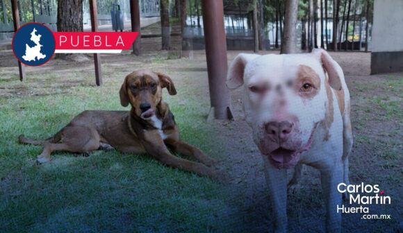 Refuerza SEDIF acciones de bienestar animal tras resguardo de dos caninos en Puebla